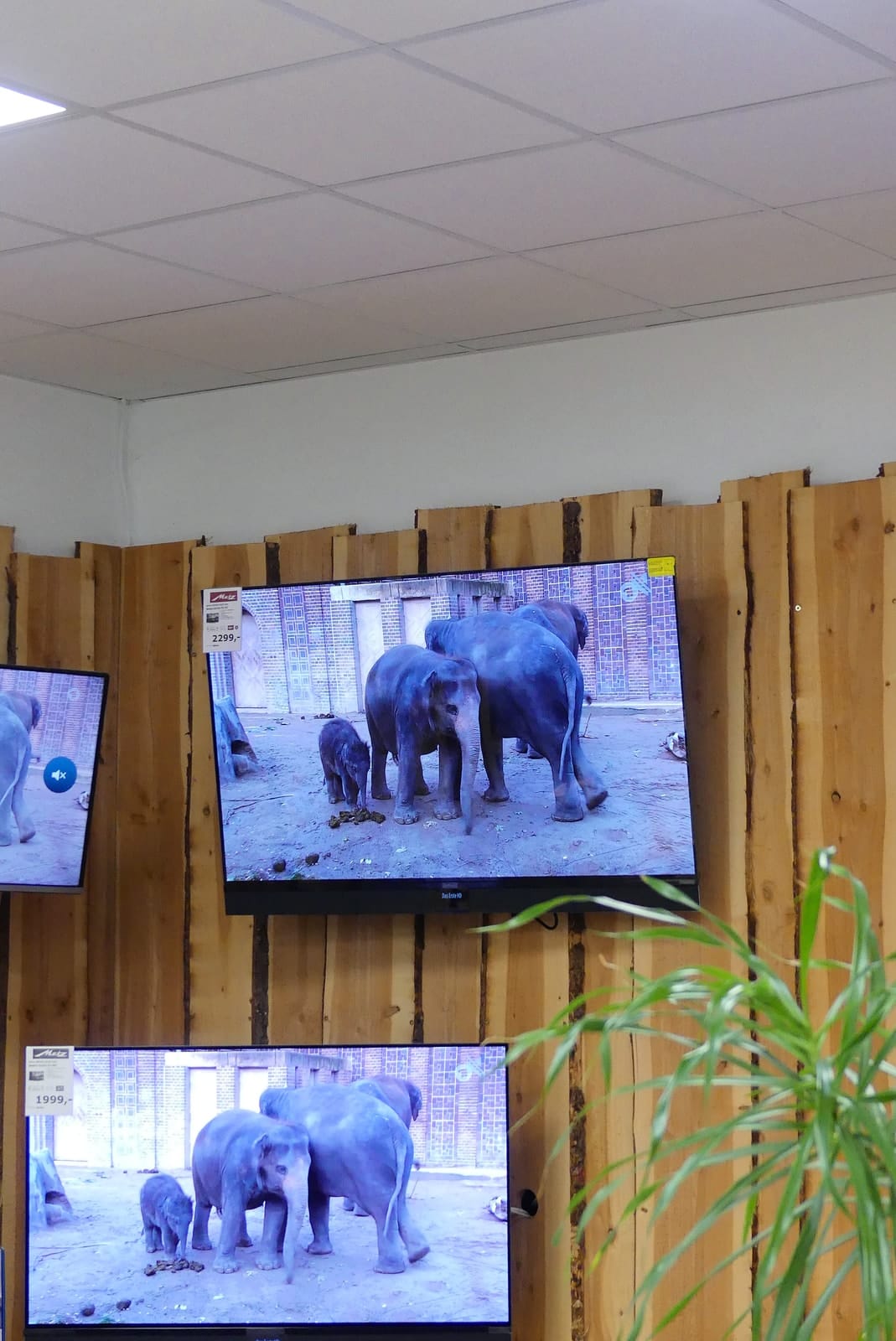 Zwei Fernseher übereinander zeigen Elefanten