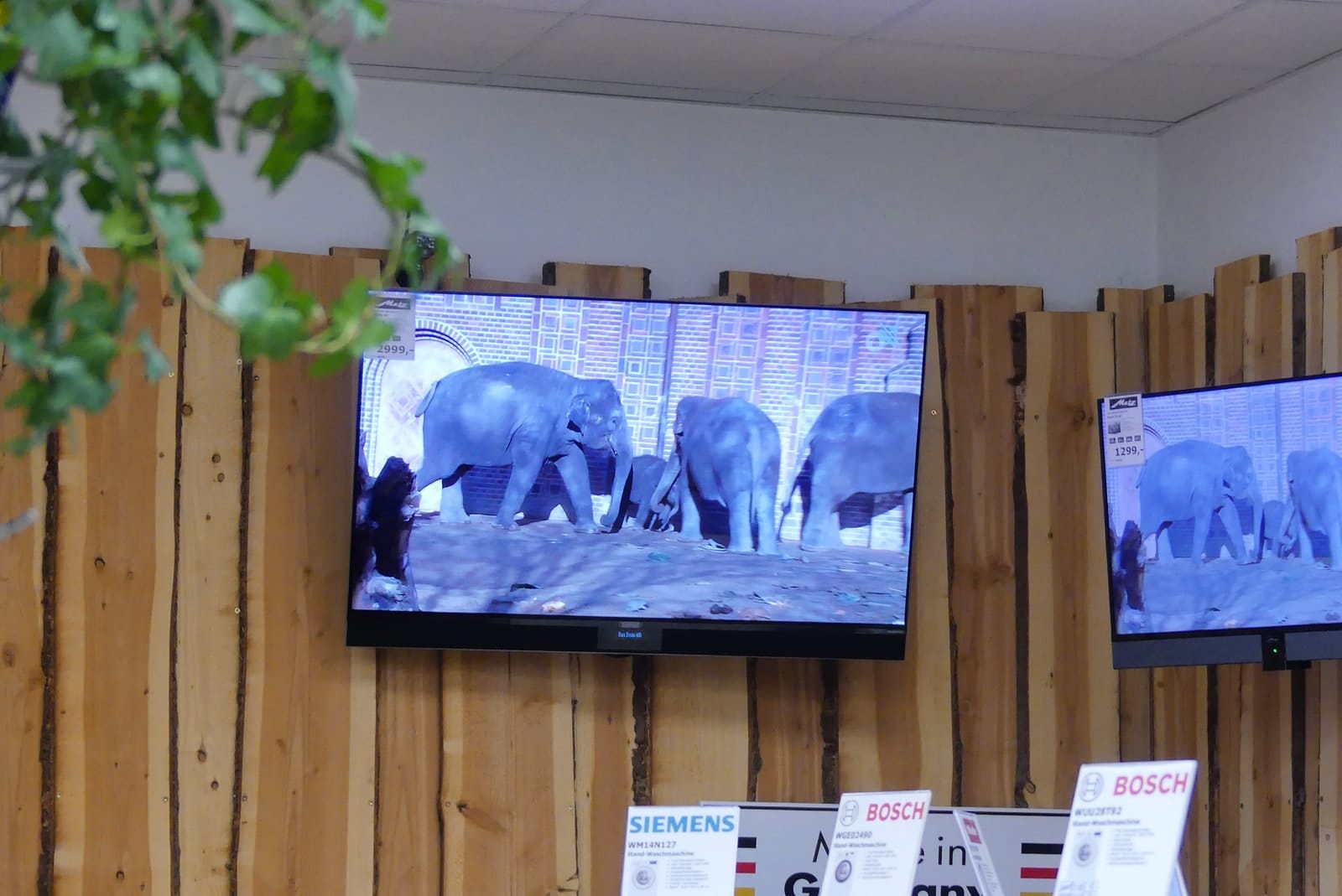 Fernseher an der Holzwand zeigt eine Elefantenherde