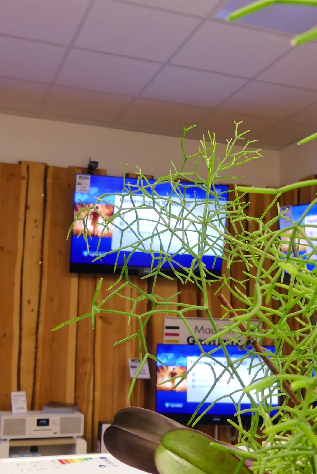 Fernseher an der Holzwand, fotografiert durch eine Pflanze